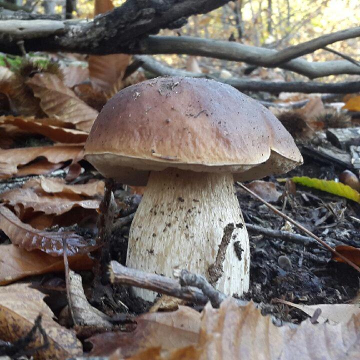 Le Mercou En Cevennes Saint-Martin-de-Boubaux Bagian luar foto